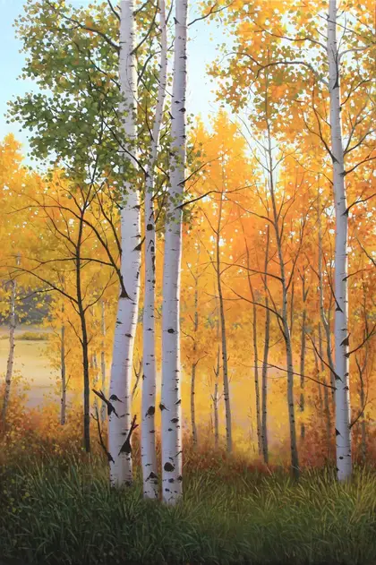 Golden aspen trunks lit from behind